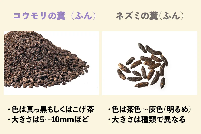 感染したマウスが最も多く発生する場所はどこですか?
