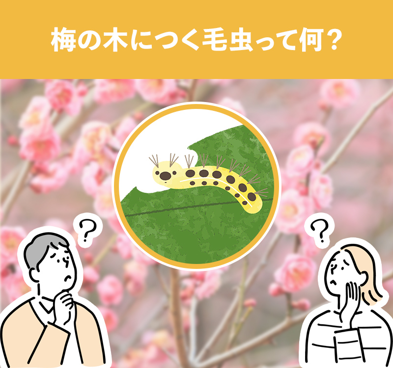 梅の木につく毛虫の種類