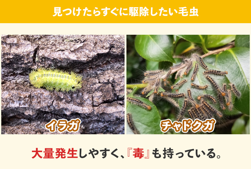 梅の木につく毛虫で「イラガ・チャドクガ」は特に要注意