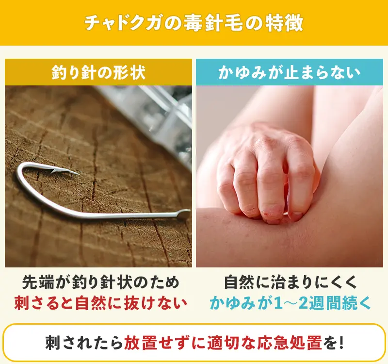 毒針毛が皮膚に刺さって炎症する