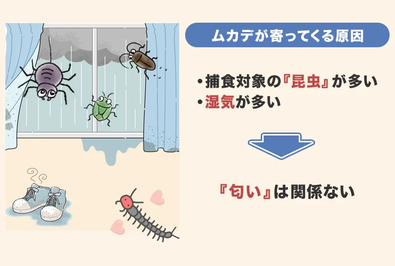 家にムカデが寄ってくる原因とは