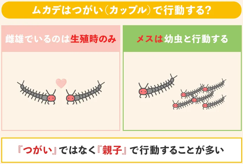 ムカデが一匹いたらもう一匹いる理由