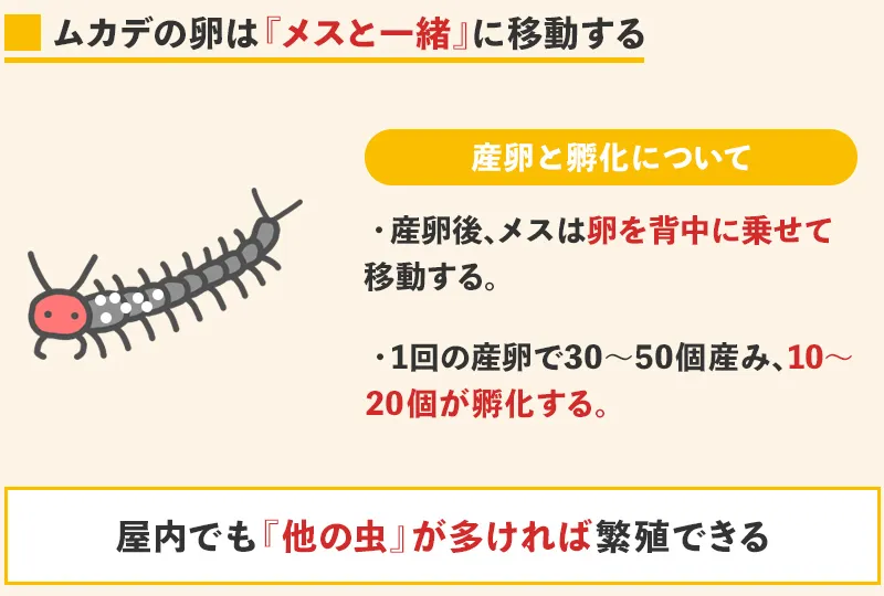 ムカデの卵は雌と一緒に移動する