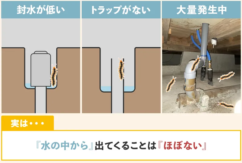 ムカデが排水溝の中から侵入してくる原因