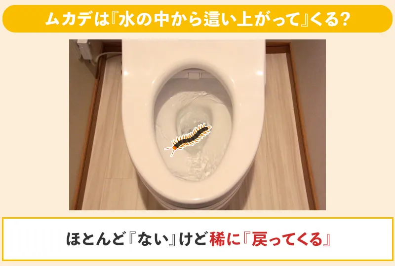 ムカデはトイレの中から這い上がってくることがある