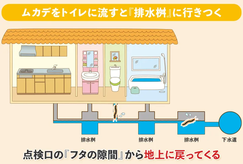 ムカデをトイレに流すと排水桝に行きつく