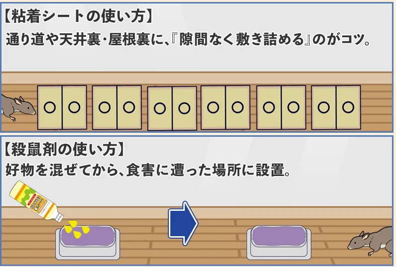 家にネズミが出たら粘着シートと殺鼠剤で駆除