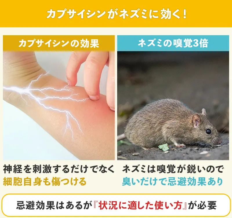 ネズミはカプサイシンが苦手