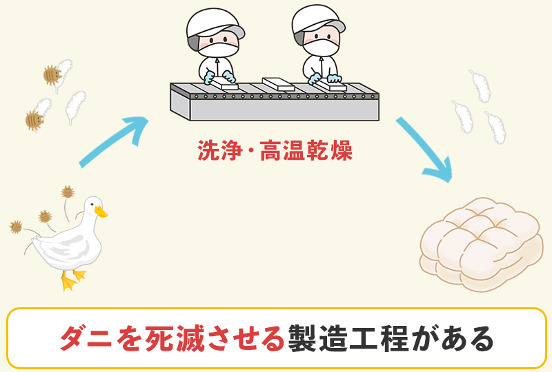 羽毛についたダニは死滅させられる製造工程になっている