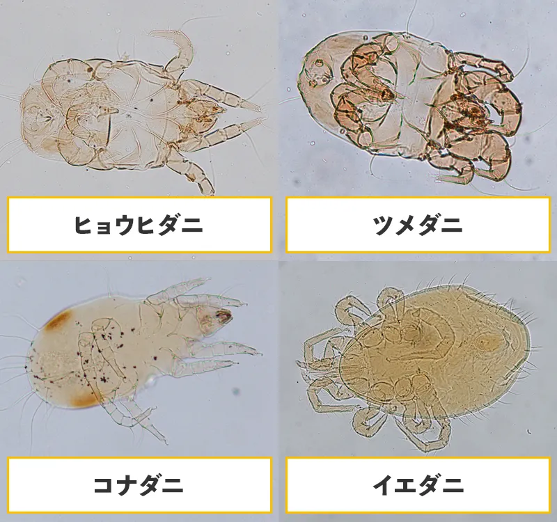 家の中にいる4種類のダニの生態について