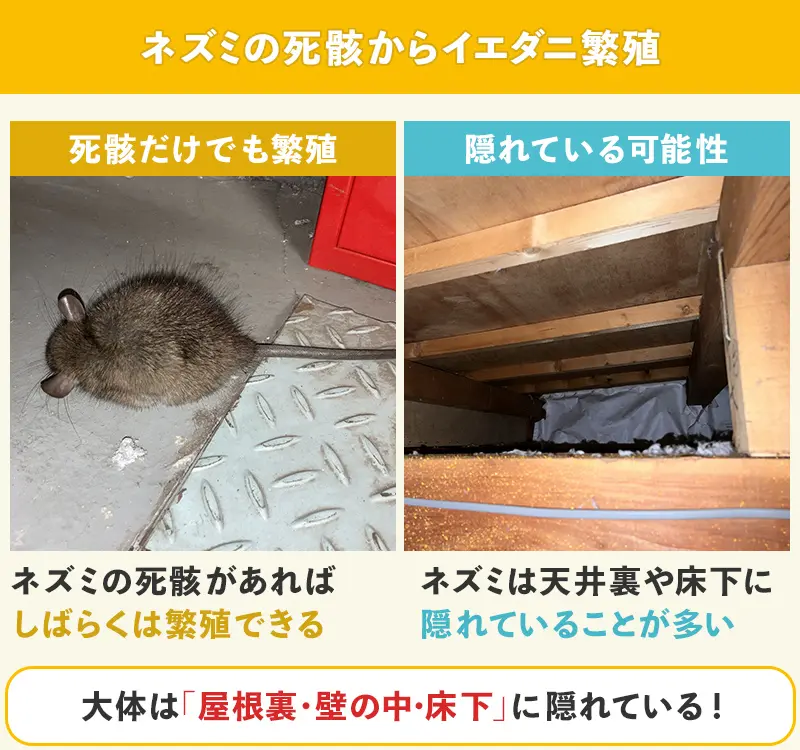 ネズミの死骸からイエダニが繁殖している