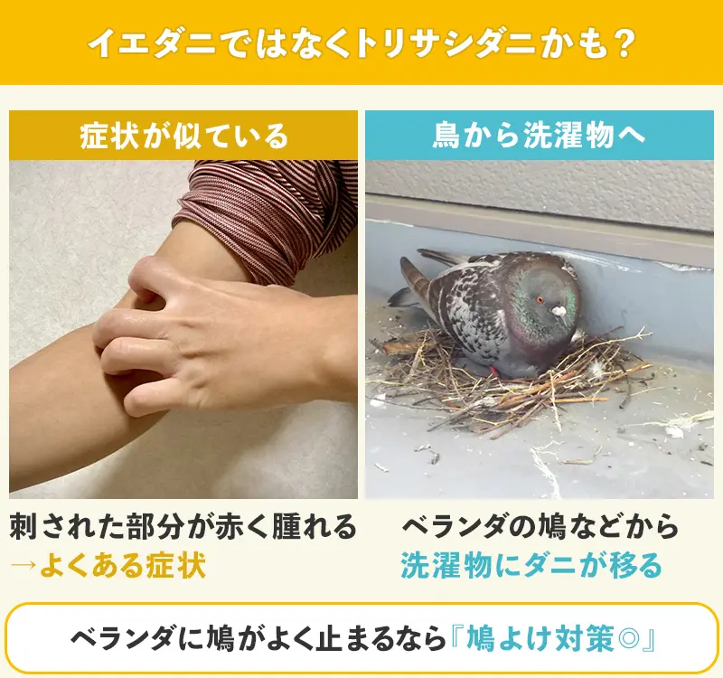 イエダニではなくトリサシダニの可能性