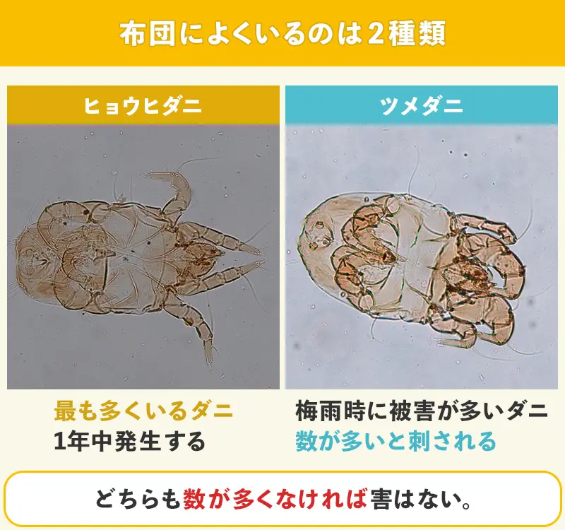 布団によくいるのはヒョウヒダニとツメダニ