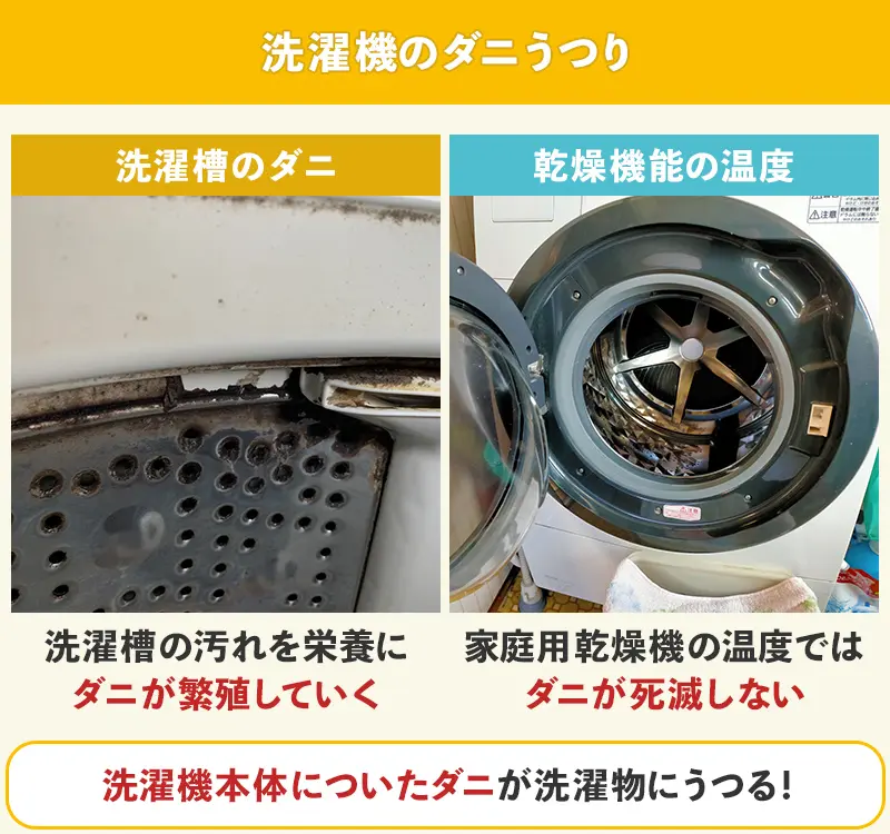 洗濯機でダニがうつる原因