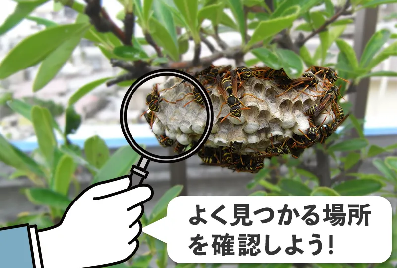 アシナガバチの巣の見つけ方