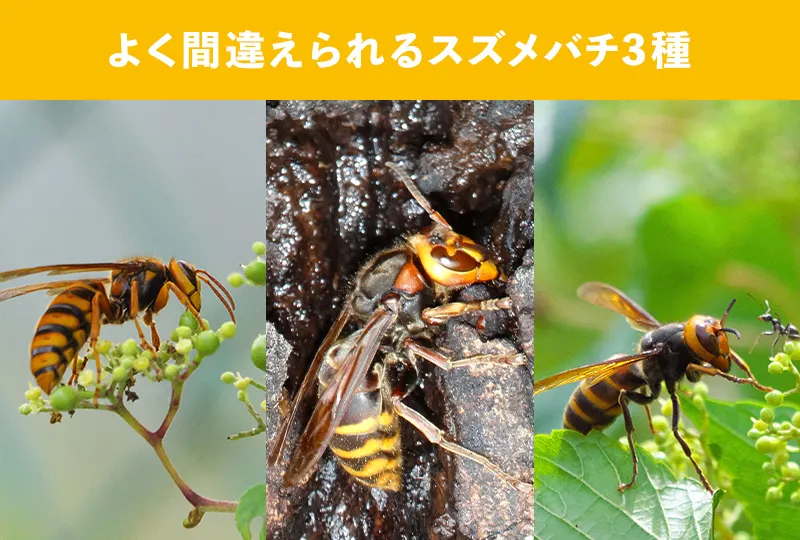 アシナガバチに似ているスズメバチは3種類