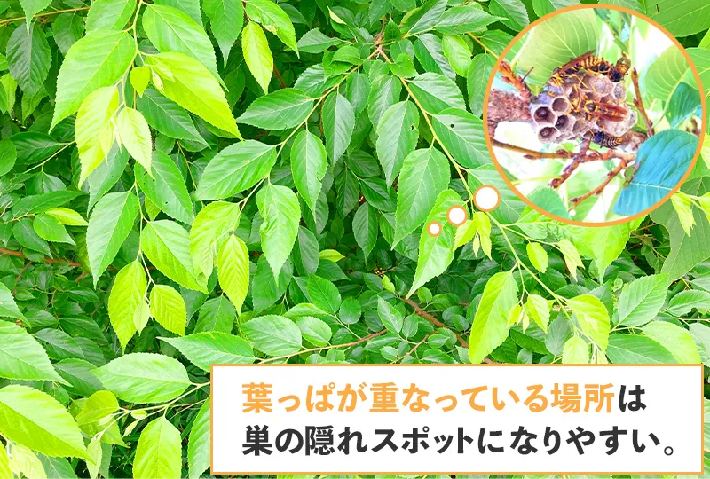 アシナガバチの巣が見つかる場所4.庭木や植え込みの葉っぱが重なる場所